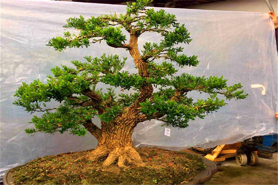 黄杨盆景怎么养长得好,黄杨盆景怎么养能活