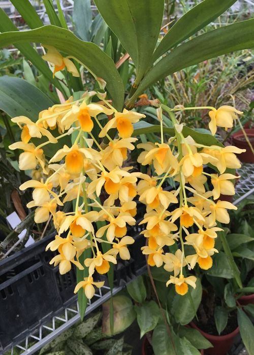 石斛兰的正确养护方法,石斛兰养护的小技巧