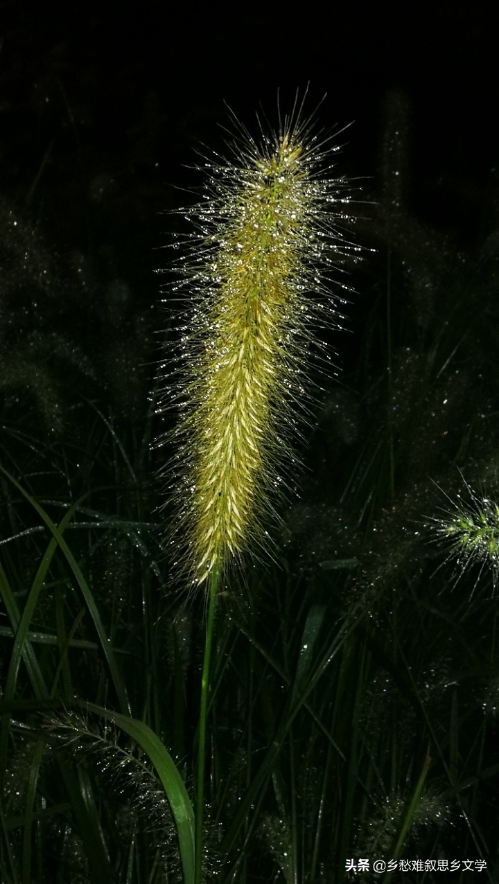 乡韵系列之：乡村的雨