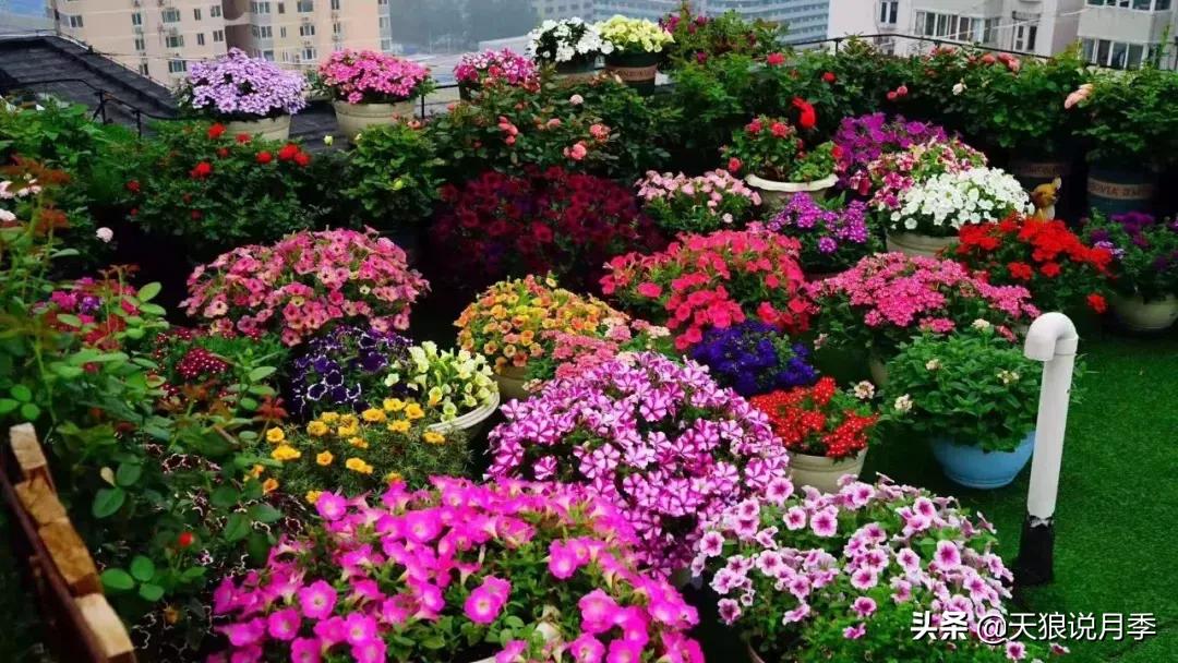 露台打造花海,她用10年改造庭院