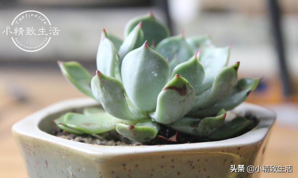 多肉长着长着就歪了怎么办,多肉长歪是什么原因