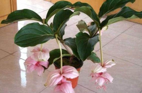 宝莲灯花养殖方法,宝莲灯养殖温度