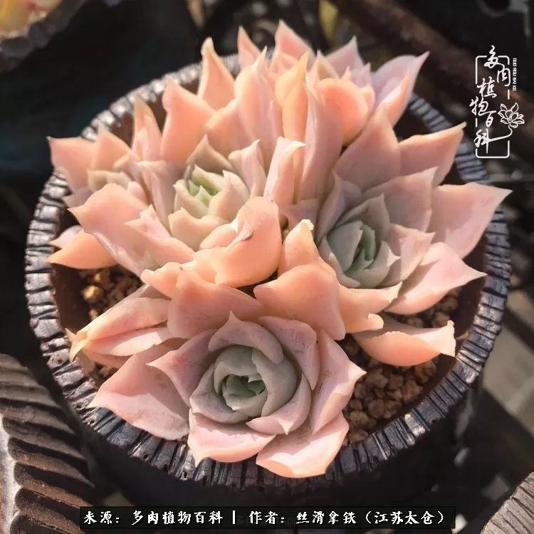 秋叶将落,秋叶即将落下你依然美丽