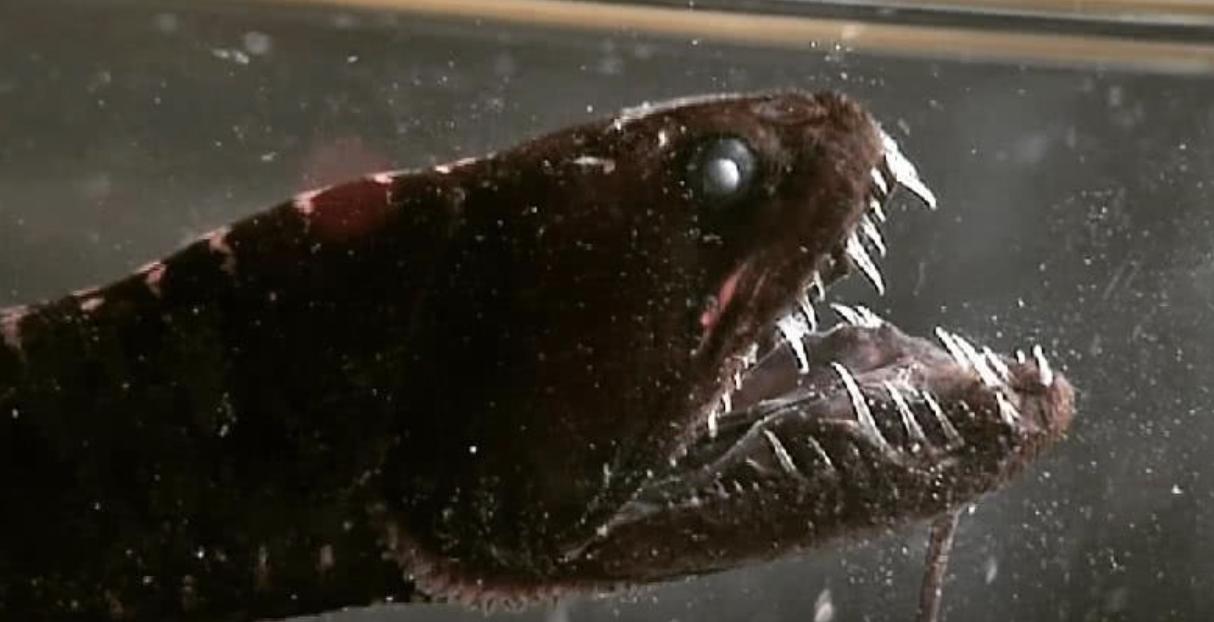 水下世界深海恐惧症,深海恐惧症水下若隐若现