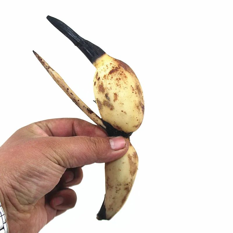 农村旧水缸种荷花,院子里老水缸种荷花