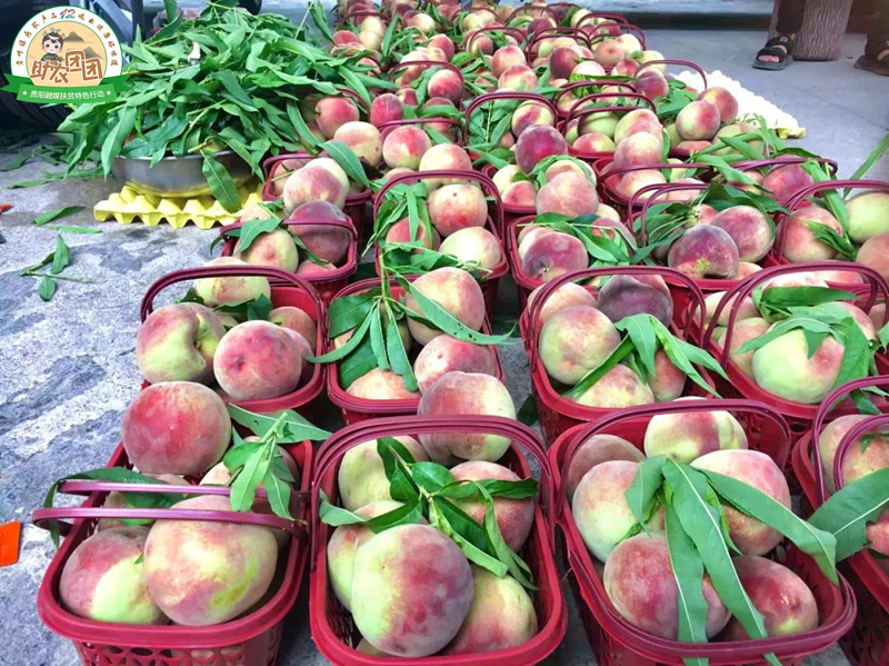 永乐艳红桃采摘,永乐黄桃采摘