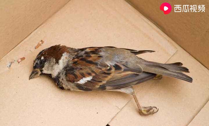 捡来的二级保护动物可以养吗,捡来的麻雀喂不活