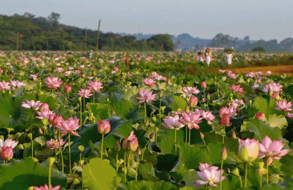 乐东和临高哪个宜居,海口和临高哪个城市更宜居