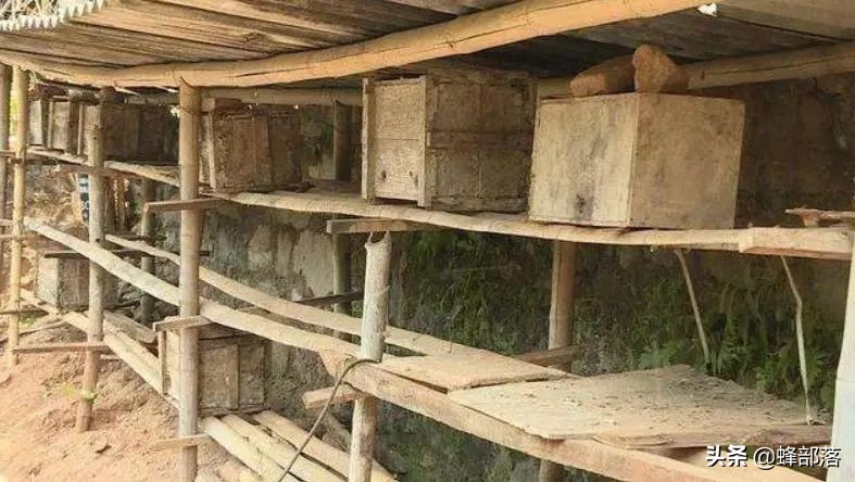 涔℃潙鎸叴铚滆渹鍙戝睍,铚滆渹鍔╁姏涔℃潙鎸叴