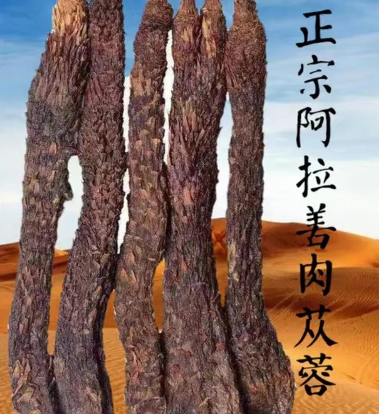 内蒙苁蓉生长在什么位置,内蒙哪产肉苁蓉