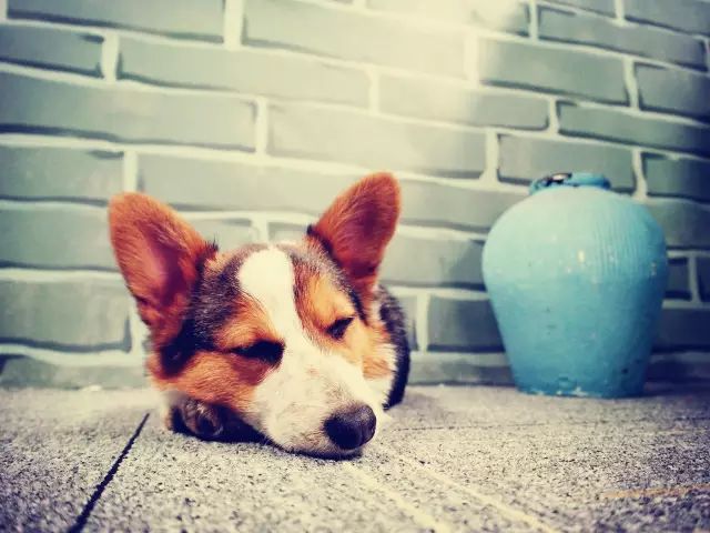 柯基生病了吃什么可以好,柯基幼犬生病了怎么办