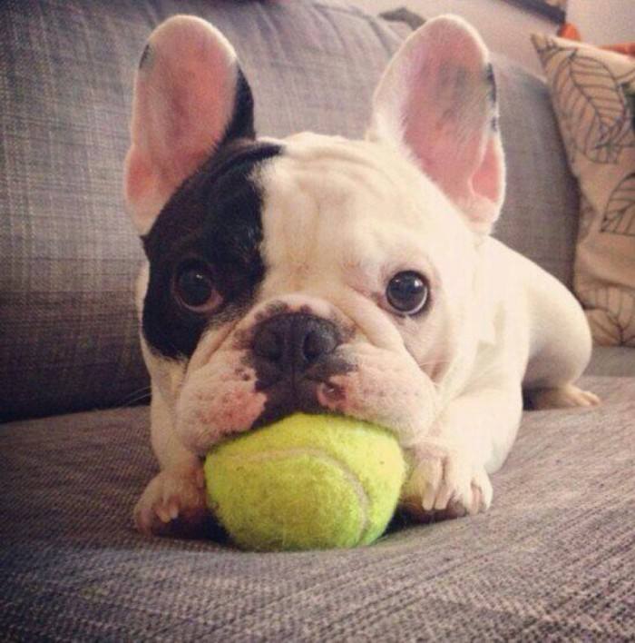 养法斗的10大忌,新手法斗怎么养