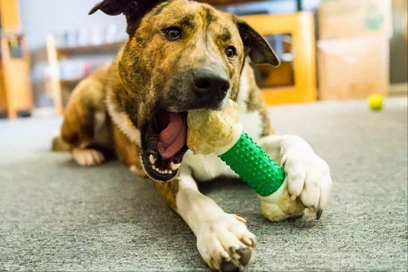 什么东西才是狗狗最喜欢的玩具,推荐10种狗狗喜欢的玩具