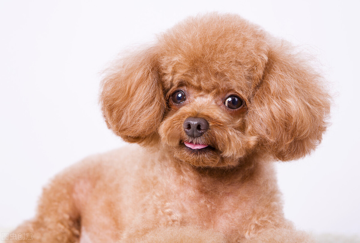 灰泰迪毛色变浅了怎么往回养,小泰迪毛色变浅吃什么能恢复