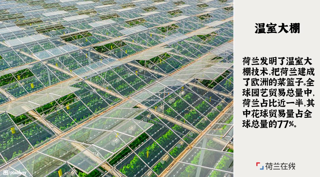 荷兰的郁金香风车牧场和运河,荷兰郁金香风车美景