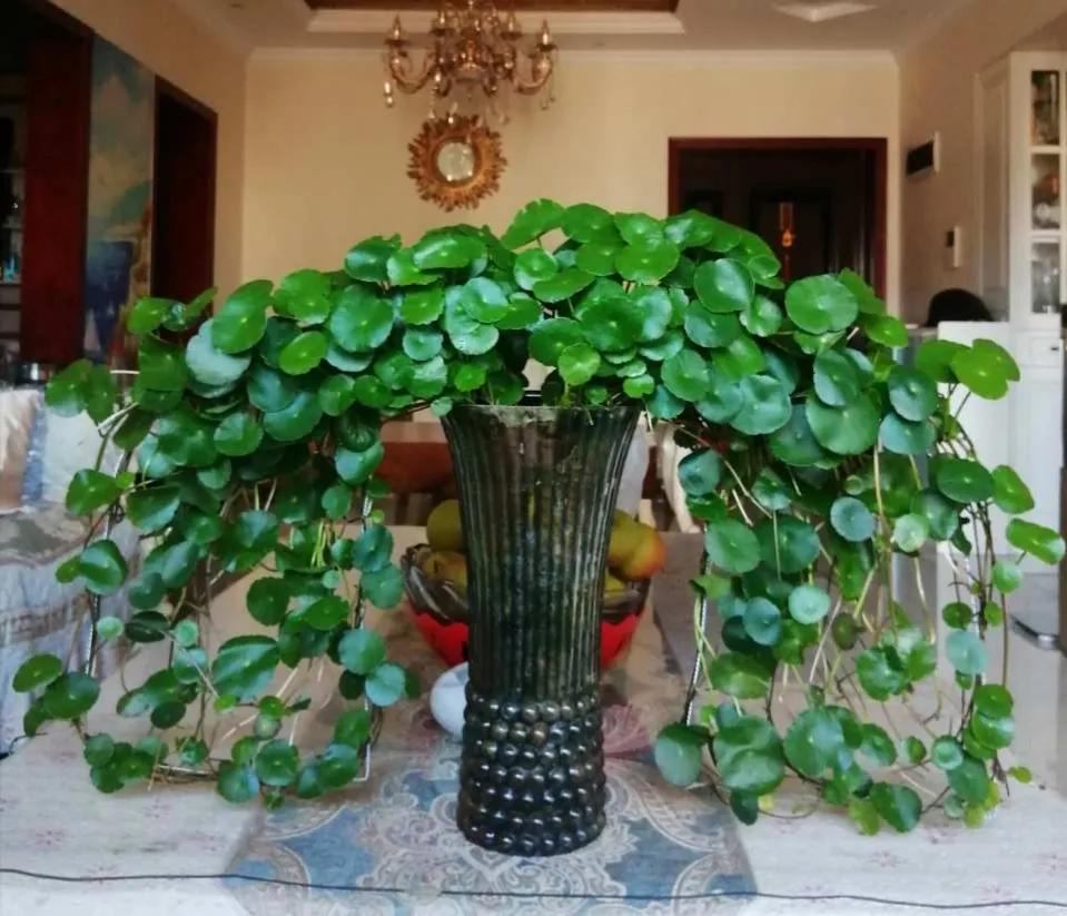 5元一盆的植物,好看又便宜的小植物