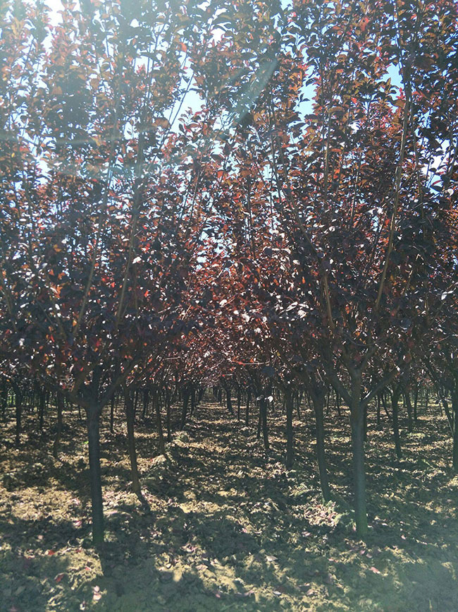 红叶李子树种子育苗方法,红叶李扦插时间和方法