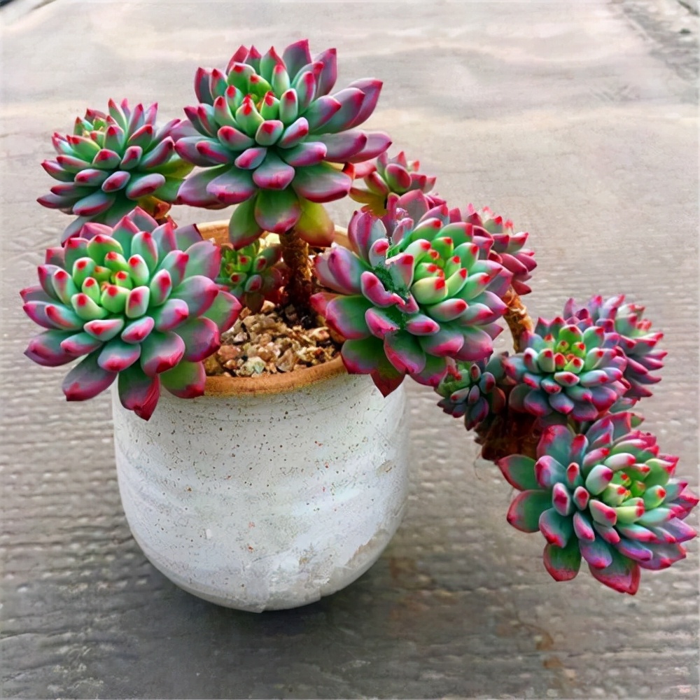 他养多肉10多年,总结出9个易出“高价老桩”的品种,适合新手