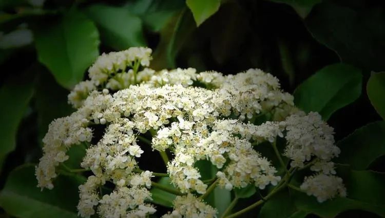 为什么不反感石楠花的味道,石楠花为什么是生命的味道