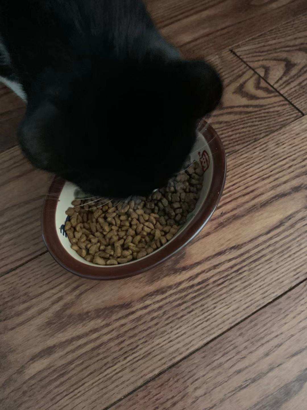 嘉蓝三文鱼猫粮,嘉蓝猫粮和皇家猫粮