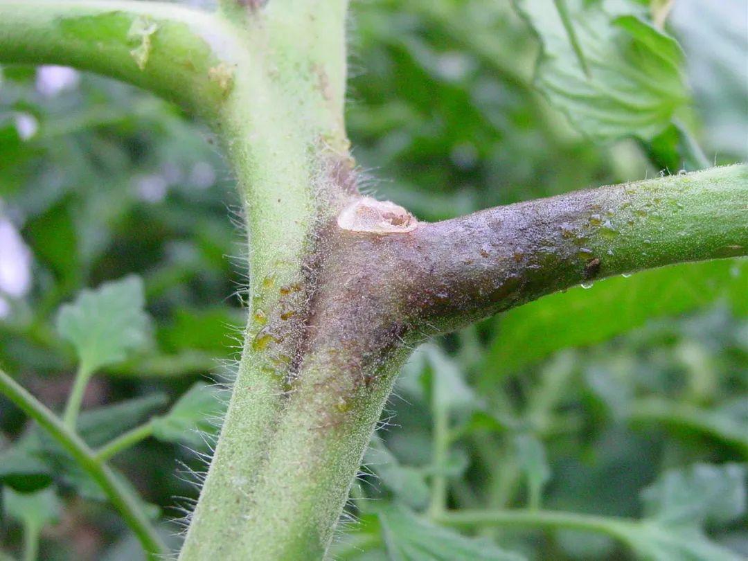 西红柿秧子变黑怎么办,西红柿变黑了怎么回事