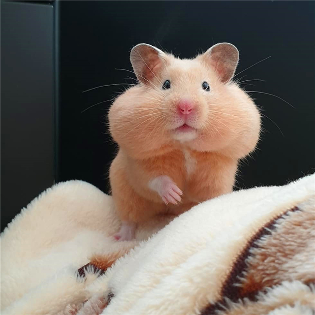 仓鼠睡醒了没精神,仓鼠不吃鼠粮是怎么回事