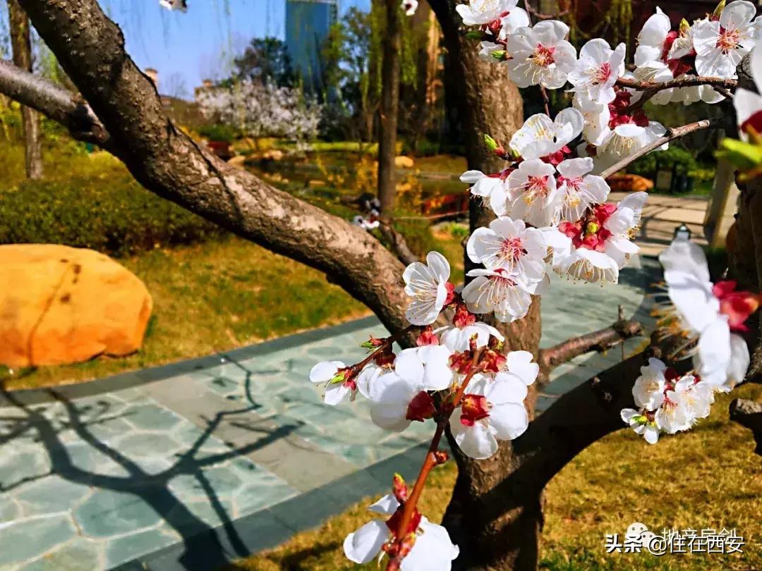 品质生活ip,星河湾的品质