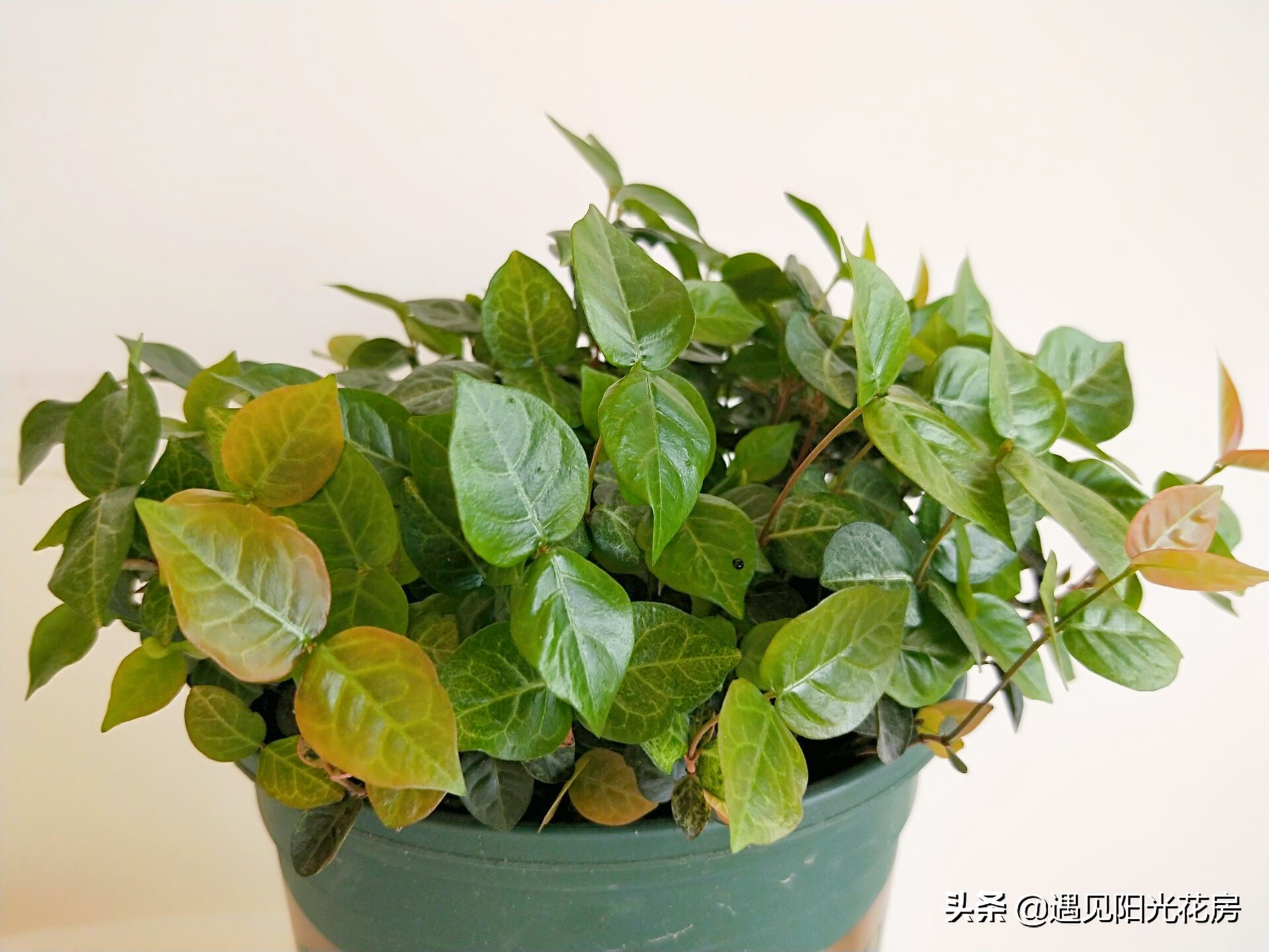 “变色植物”花叶络石,养护成彩叶,2方面要做好!