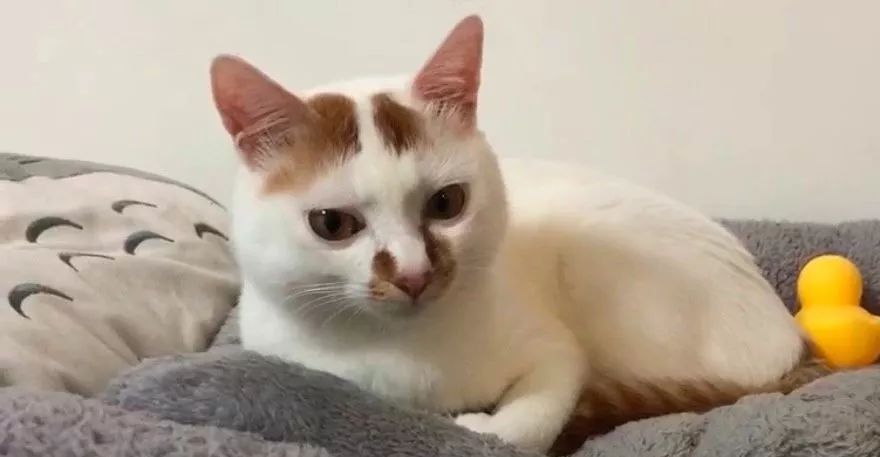 猫窝老是被猫咪压塌,猫窝总被压趴怎么办