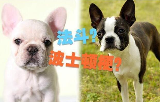 最不像双胞胎的双胞胎狗狗,你能分清这5对相似的狗狗吗