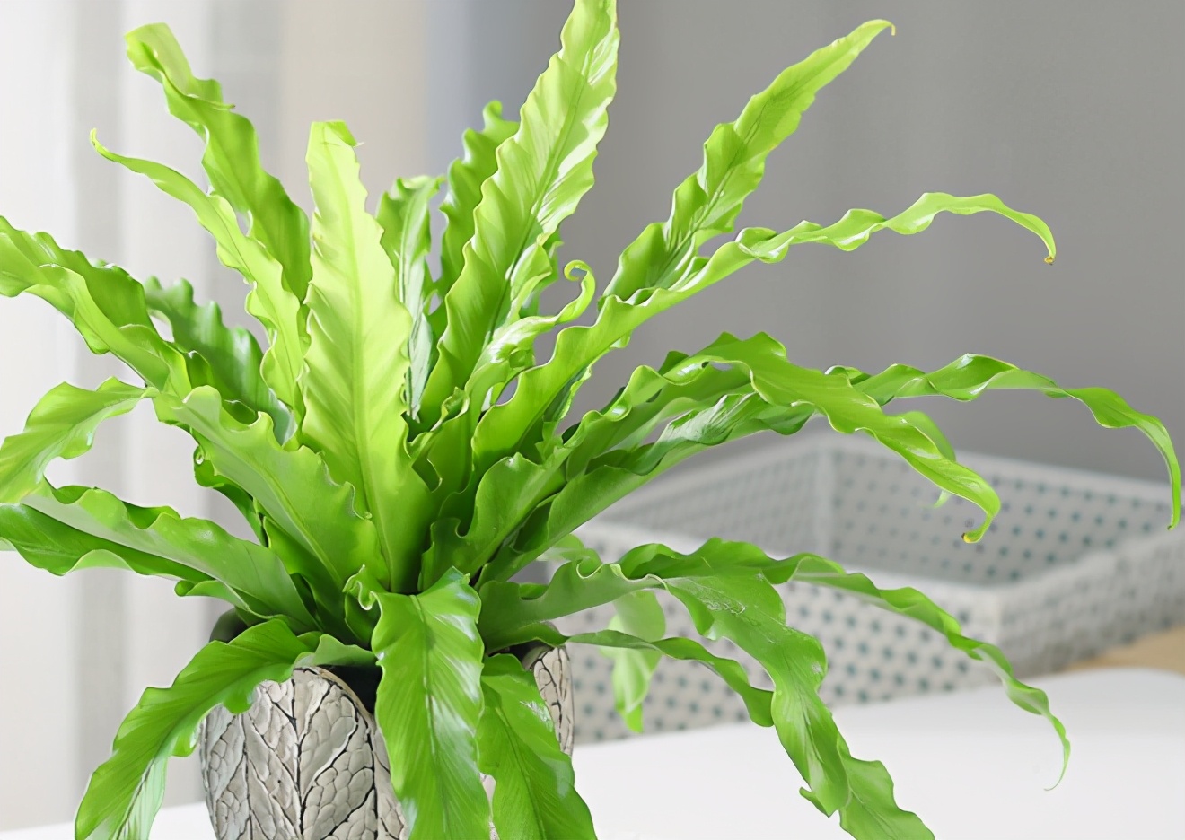 蕨类新长的叶片为什么发黑,蕨类植物叶子变白怎么回事