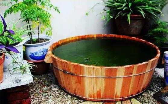 瓷盆古法养金鱼技术,古法养鱼正确做法