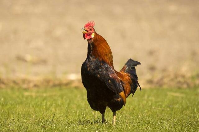 种禽采精技术篇:本文介绍多种手法操作指南