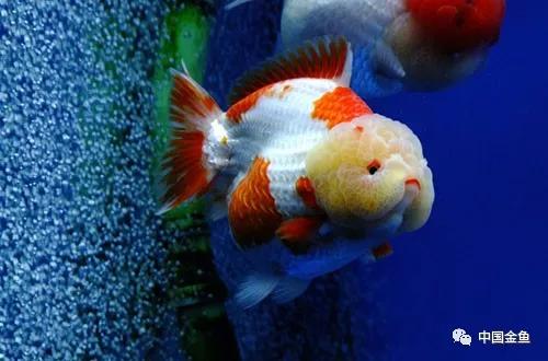 鱼缸水发浑发臭咋回事,鱼缸刚换的水就变浑浊发臭