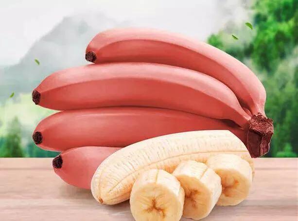 香蕉的种子科普视频,香蕉科普