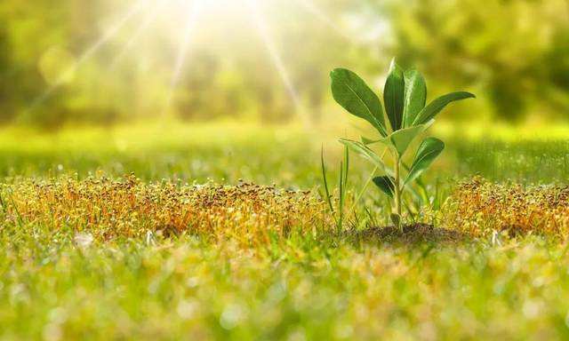 舒婷一家人的生活,舒婷我的母亲朗诵