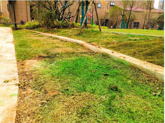 开发商交房前棚顶喷的素灰,业主质疑草坪喷绿漆物业系增绿剂