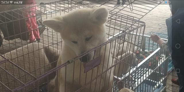 开封杨丰宠物市场最新价格信息,开封杨丰宠物市场现在开着吗