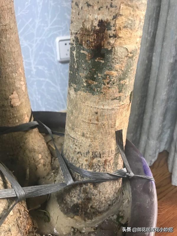 发财树有什么养花技巧,养花技巧发财树怎么养护