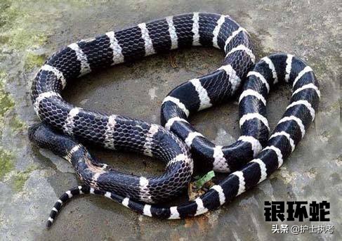 护士执业资格考试中级,护士执业资格考试网上报名