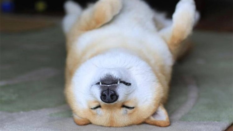 狗子夜里不睡觉咋办,狗子总是趴着想睡觉不愿起来玩