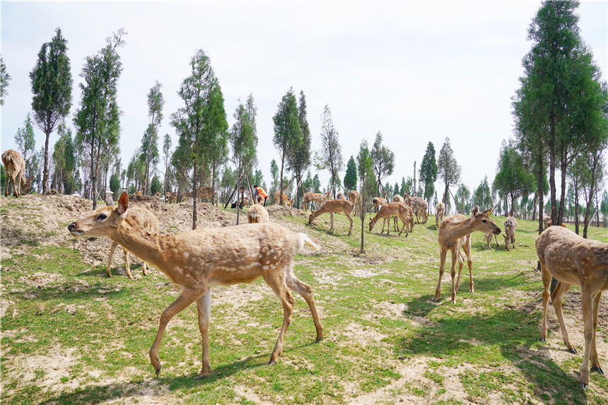 初夏河南,找寻童心,邂逅伏羲山的斜阳,一颗心萌化在云上牧场
