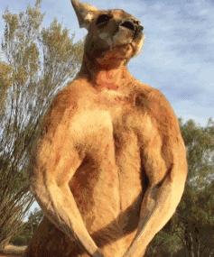 霍尊钟爱的海狗丸,真的能大补吗?