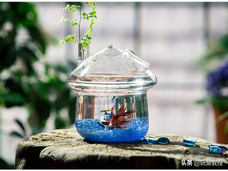 斗鱼争斗,斗鱼相互争斗