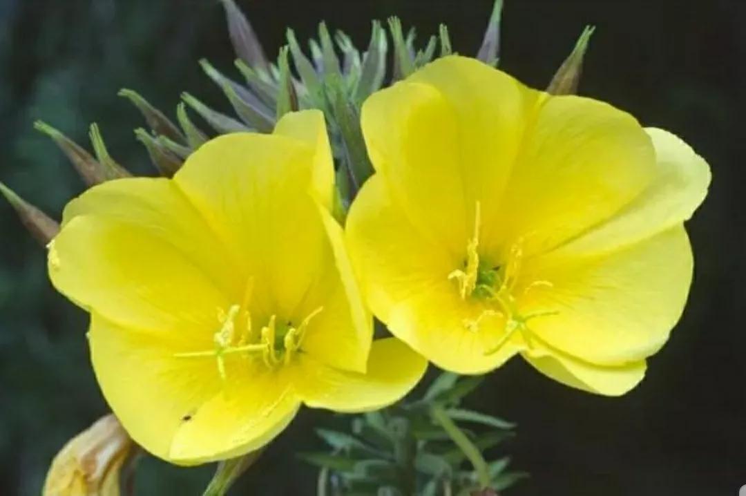 奇葩造型花:头上长草,心中有鬼,白月光。白天不开你非要晚上开