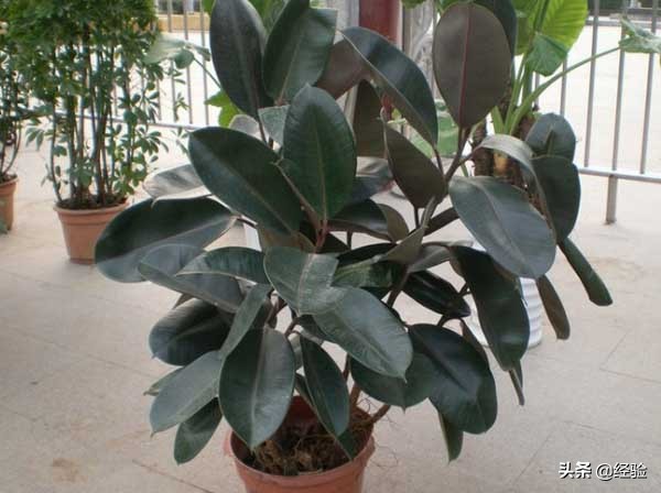 橡皮树黄叶掉叶是怎么回事,橡皮树掉叶的地方还能长出叶子吗