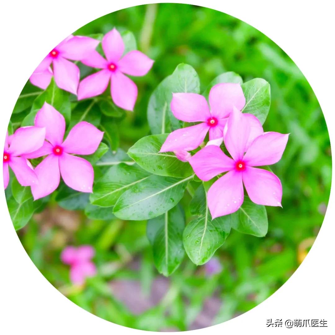 家有萌猫，千万别养这些花草！！