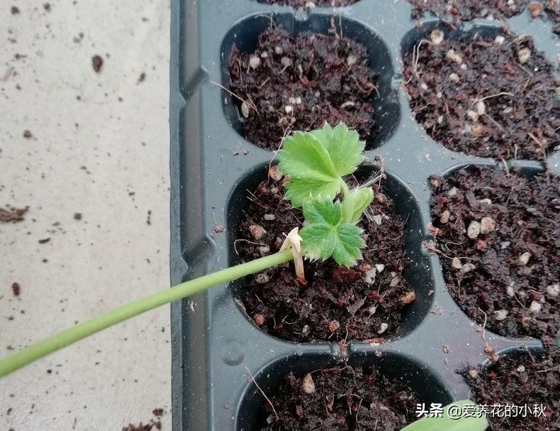 夏天草莓长藤会结果么,夏天草莓生出一条长茎怎么处理