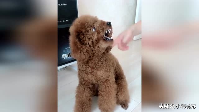 2个月边牧咬人的原因及解决办法,德牧犬咬泰迪狗怎么回事