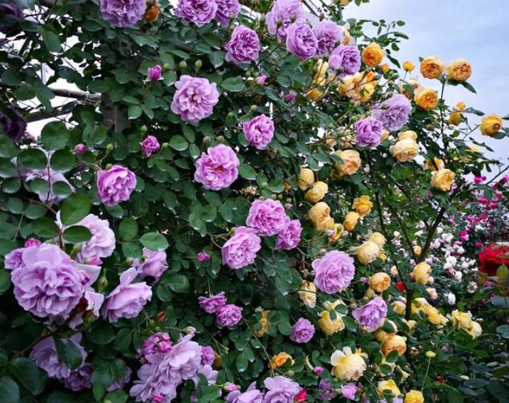 十大勤开花的月季,十大勤花月季品种排行